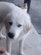 1748087057041022 dog-smelling