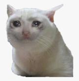 Sad Cat