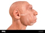 life-sized-neanderthal-bust-at-montilla-local-history-museum-cordoba-spain-sculpted-by-jm-serrano-from-the-side-RWJPPA