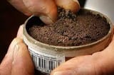 snus