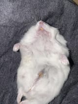 is-my-hamster-dead-v0-ttpqaq4dmz9d1