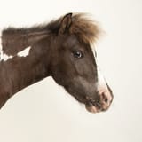 horse_thumb_square