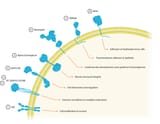 Cell-Surface-Receptors-4