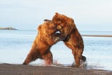 Mate competition in bears