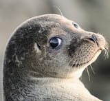 seal look