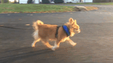 small dog