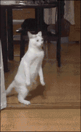 24344234
