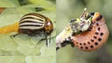 1200x675-fig1-colorado-beetle-eggs-larva