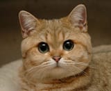 shweet cat front