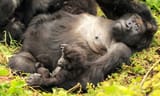lazy gorilla
