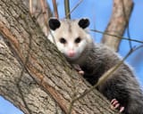 opossum-3933041_1920