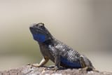 westernfencelizard
