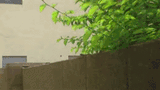 lizard doing pushups