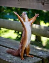 lift your skinny fists like antennas to heaven