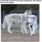 cism mogs ftm