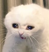 cryingcat2