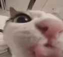1685486436043409_thumb.jpg