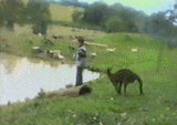 kangaroo-kicks-boy-into-dam