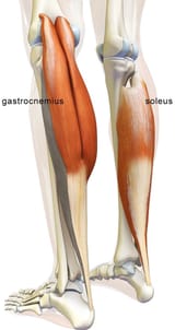 gastrocnemius soleus