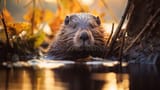 i-love-beaver-iykwim