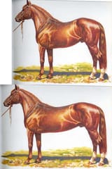 virgin vs chad horse