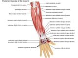 forearm_muscles