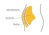 fat visceral