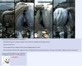 Horse_Anus