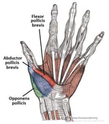 Palmar-View-of-the-Thenar-Muscles-of-the-Thumb-and-Hand-Labelled-TeachMeAnatomy