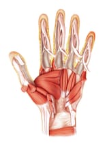 4-muscles-of-the-hand-asklepios-medical-atlas