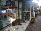 temple hog