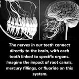 Teeth