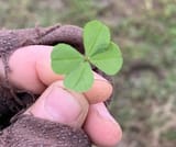 luck_also_the_4chan_logo