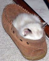 5ff3356f7e5c811cffda79ab6e93cce1--funny-stuff-funny-things