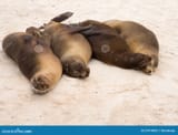 four-galapagos-seals-row-beach-27919692