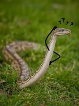 confused snake