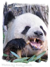panda