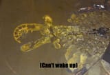 Anomalocarisnolongerwithus