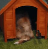 dog_hump