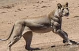 lion arm day