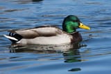 images (20)