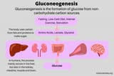 Gluconeogenesis-1024x683
