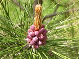 red_pine_male_cone_640x