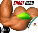 biceps