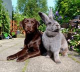rabbit-dog-size-mog