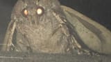 the-moth-meme-all-started-on-reddit