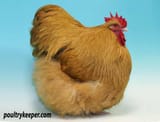 Buff-Orpington-PT-Jones_4815