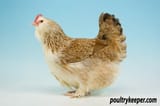 Faverolles-Best-of-Breed-Christine-Norman_2545