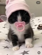fairykot