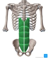 jt6lkyuTYizDZFWnsiHpng_Musculus_rectus_abdominis_01